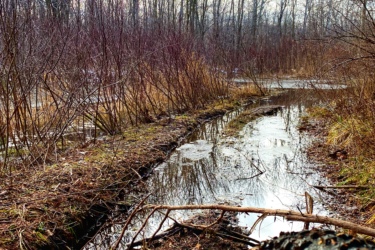 A view of a natural landscape featuring a muddy path with a shallow stream, surrounded by brown and green vegetation. In the foreground, a muddy tire is partially visible, indicating off-road travel. The background showcases bare trees and bushes under a cloudy sky, suggesting early spring or late winter conditions. Parkhill Conservation area and rail trail mountain bike trail.