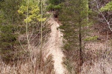 A narrow dirt path winding up a hillside, flanked by sparse trees and brush in early spring. A small wooden bridge made of planks crosses a low area at the bottom of the hill. Pinery Provincial Park mountain bike trail.