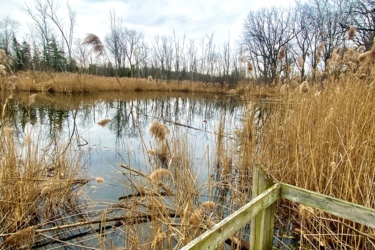 A calm marsh scene featuring a wooden dock at the forefront, leading to still water surrounded by tall, golden reeds and sparse trees under a cloudy sky. Pinery Provincial Park mountain bike trail.