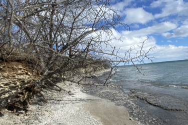 A serene beach scene featuring a sandy shoreline lined with small, smooth stones and scattered seashells. An exposed tree with bare branches leans over the edge of a steep bank, leading down to calm, blue water beneath a partly cloudy sky. Presquile Provincial Park mountain bike trail.