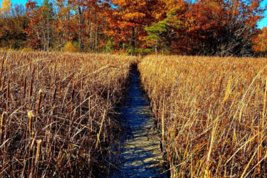 A wooden boardwalk stretches through golden reeds, leading towards a vibrant display of autumn foliage against a clear blue sky. Rideau Trail mountain bike trail.