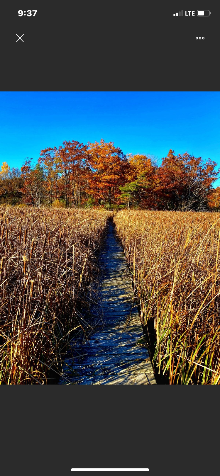 A wooden boardwalk stretches through golden reeds, leading towards a vibrant display of autumn foliage against a clear blue sky. Rideau Trail mountain bike trail.