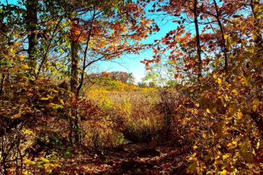A scenic pathway surrounded by colorful autumn foliage, featuring vibrant orange, yellow, and red leaves against a clear blue sky. The trail leads through trees, creating a natural tunnel effect. Rideau Trail mountain bike trail.