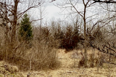 A dirt path winding through a sparse, wooded area with bare trees and low grass. The sky is overcast, creating a muted, tranquil atmosphere. Western University trails mountain bike trail.