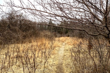 A narrow dirt path winds through a field of dry grass and sparse shrubs, with leafless trees arching above. The scene is set against a cloudy sky, suggesting a cool, overcast day. Western University trails mountain bike trail.