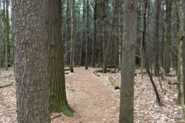 A winding dirt path through a dense forest, flanked by tall trees with textured bark. The ground is covered in fallen leaves, and the light filters softly through the canopy above. Sudden Forest mountain bike trail.