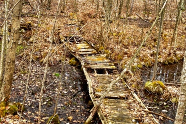 A weathered wooden bridge crosses a shallow, muddy area in a dense forest. Surrounding the bridge, fallen leaves and bare trees create a natural, rustic setting. Twisted branches and underbrush add to the wild appearance of the scene. Sudden Forest mountain bike trail.