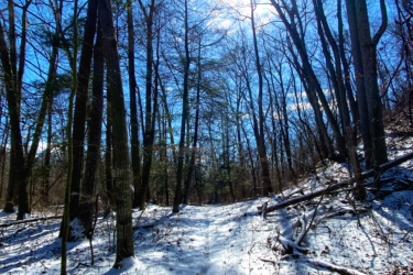 A serene winter landscape featuring a snow-covered trail winding through a forest. Tall, bare trees rise against a bright blue sky with the sun shining through wispy clouds, casting shadows on the ground. The scene conveys a peaceful and crisp outdoor atmosphere. Lambton County Heritage Forest mountain bike trail.