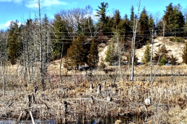A serene landscape featuring a wetland area with tall, dried reeds and remnants of tree stumps in shallow water. In the background, a forested hillside shows a mix of green pine and bare deciduous trees under a bright blue sky with a few fluffy white clouds. Power lines extend across the scene, adding a subtle human element to the natural environment. Lambton County Heritage Forest mountain bike trail.