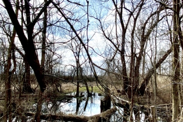 A tranquil wetland scene featuring bare trees reflected in calm water, with a cloudy blue sky in the background. Fallen logs and branches are scattered across the water, surrounded by marshy grasses and patches of land. Rotary Memorial Trail mountain bike trail.
