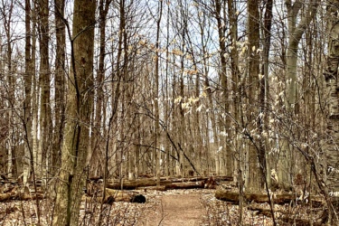 A secluded dirt path winding through a forest with bare trees, some remnants of autumn leaves on the ground, and fallen logs scattered along the trail. The sky is overcast, suggesting a cool and quiet atmosphere in the woods. Rotary Memorial Trail mountain bike trail.