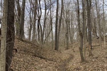 A narrow dirt trail winding through a wooded area with leafless trees, surrounded by a carpet of dried leaves. The sky is partly cloudy, and the landscape appears to be in early spring. Rotary Memorial Trail mountain bike trail.