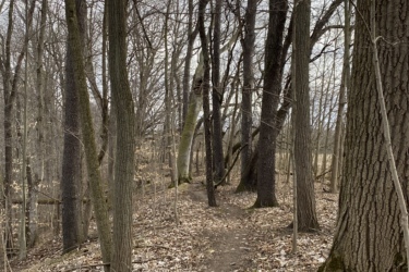 A narrow dirt path winds through a forest of bare trees, with dry leaves scattered on the ground. The atmosphere is calm and tranquil, hinting at early spring as the trees begin to show signs of new growth. Rotary Memorial Trail mountain bike trail.