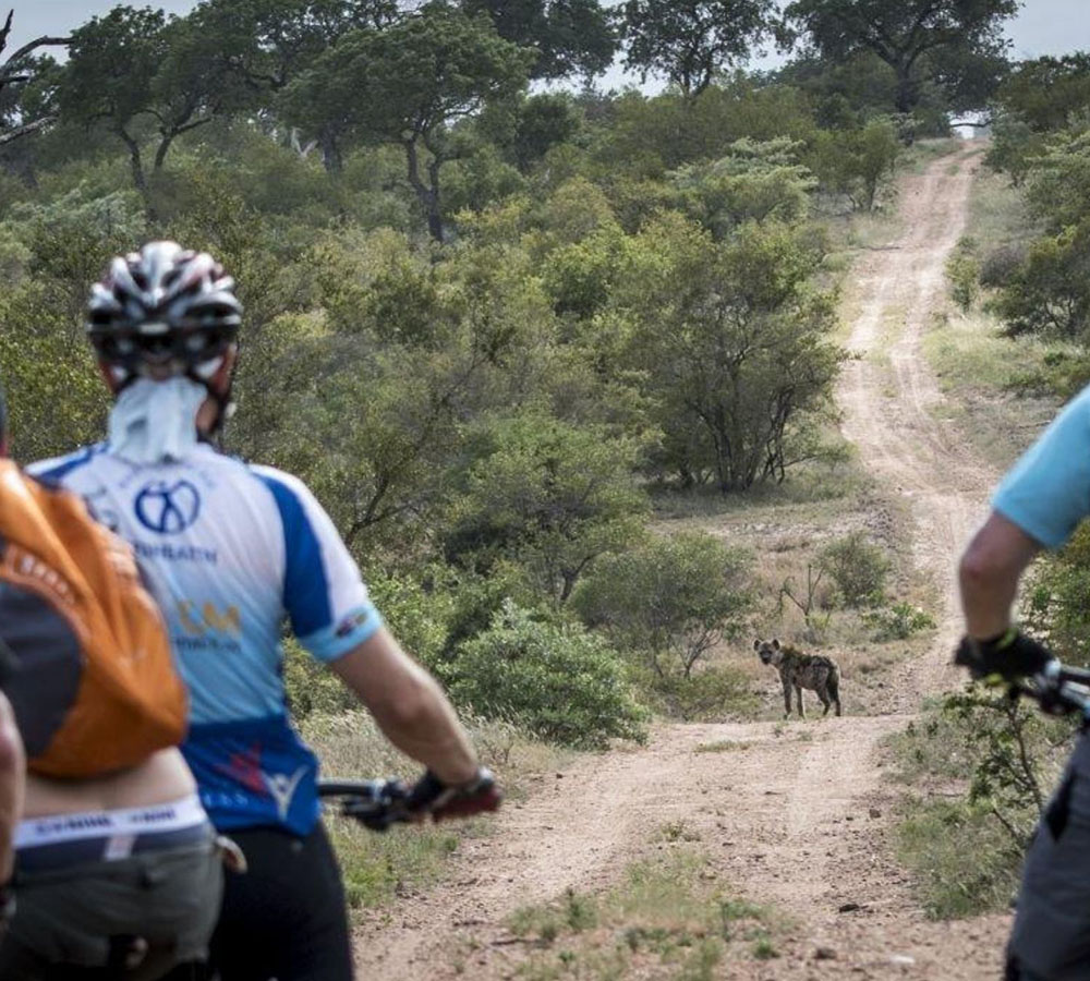A group of mountain bikers pause on a dirt path surrounded by greenery, observing a hyena standing in the distance. The scene captures the moment of interaction between the cyclists and wildlife in a natural setting. Heia Safari mountain bike trail.