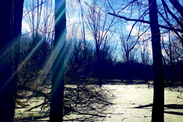 A serene landscape featuring a still, greenish pond surrounded by bare trees under a bright blue sky. Sunlight beams through the branches, creating a tranquil atmosphere. The ground is scattered with fallen leaves and branches, adding to the natural setting. MeadowLilly mountain bike trail.