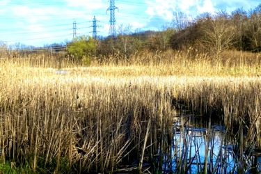 A tranquil landscape featuring a marsh area with tall, golden reeds, reflecting in the calm water. In the background, power lines stretch across a bright blue sky dotted with fluffy clouds, while smooth stones line the foreground by the water's edge. MeadowLilly mountain bike trail.