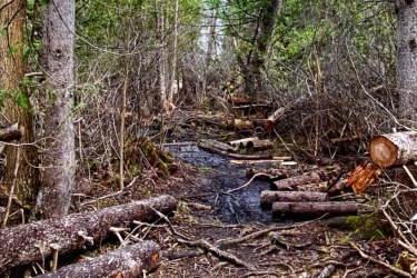 A narrow, muddy forest path covered with fallen logs and branches, flanked by tall, green trees. The scene is partly shaded with patches of sunlight shining through the foliage, indicating early spring or late winter conditions. Stony Swamp Conservation Area Trails mountain bike trail.