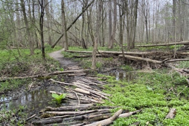 A wooded path leading through a forest with bare trees, where a trail made of logs crosses a small wet area. Surrounding the logs is lush green ground cover and patches of water, creating a serene natural landscape. Western University trails mountain bike trail.