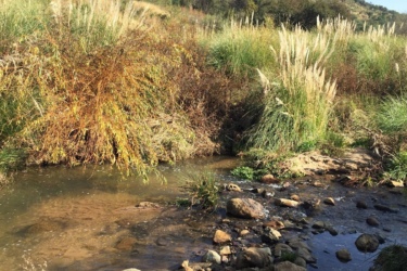 A serene landscape featuring a gently flowing stream surrounded by lush greenery and tall grass. The water reflects the clear blue sky, and the banks are dotted with smooth stones and patches of vegetation, creating a tranquil natural scene. Rietvlei Farm mountain bike trail.