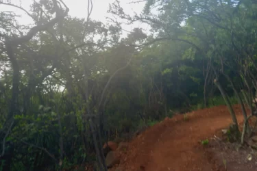 A winding dirt path surrounded by dense green foliage and trees, leading into a misty, soft-focus background. The scene evokes a sense of adventure and exploration in a natural setting. Orange Trail mountain bike trail.