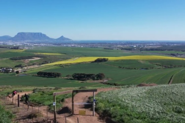 A scenic view of sprawling green fields with a vibrant yellow flower field in the distance, under a clear blue sky. In the background, Table Mountain rises prominently against the horizon, overlooking a coastal city. A dirt path leads into the landscape, with a wooden gate visible in the foreground, inviting exploration of the natural surroundings. Tygerberg Mountain Bike Club Klipheuwel Trail mountain bike trail.