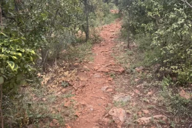 A narrow dirt trail winding through a wooded area, surrounded by green foliage and scattered stones, leading into the distance. Yellow trail mountain bike trail.