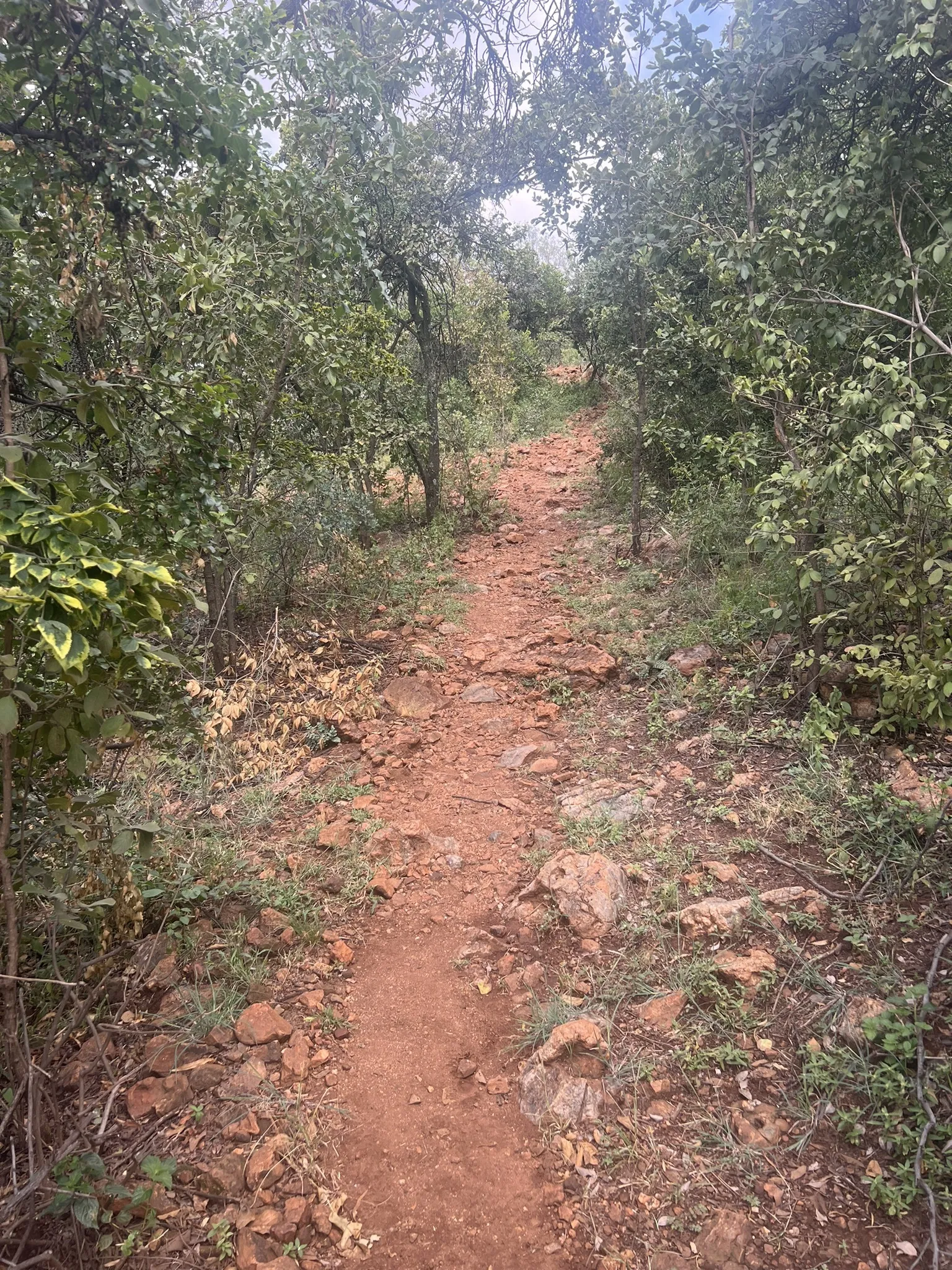 A narrow dirt trail winding through a wooded area, surrounded by green foliage and scattered stones, leading into the distance. Yellow trail mountain bike trail.