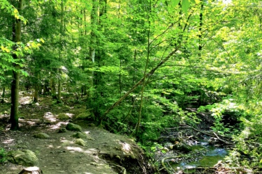 A serene forest path lined with lush green leaves and trees, leading alongside a small, winding stream with exposed rocks and fallen branches. Sunlight filters through the canopy, casting dappled shadows on the dirt trail. Harmony Valley Conservation Area mountain bike trail.