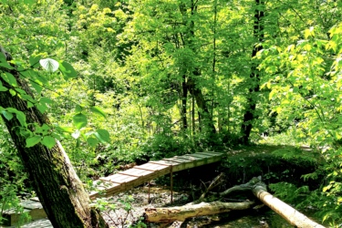 A peaceful forest scene featuring vibrant green foliage and sunlight filtering through the trees. A wooden footbridge crosses a small stream, surrounded by lush vegetation and fallen logs, conveying a serene natural setting. Harmony Valley Conservation Area mountain bike trail.