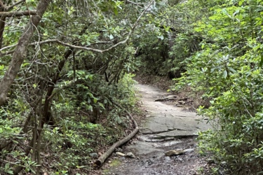 A narrow winding trail surrounded by lush green vegetation and trees. The path is partially rocky and slightly uneven, with a fallen log on the left side. The trail leads into a dense forest, creating a tranquil and natural setting. Corn Mill Shoals Trail #19 mountain bike trail.