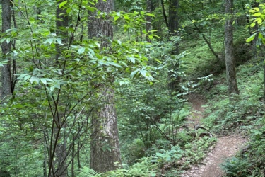 A winding dirt trail surrounded by lush green foliage and tall trees in a dense forest. Mine Mountain mountain bike trail.