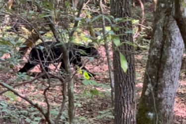 A black bear walking through a dense forest, surrounded by trees and foliage. The bear appears to be foraging, with patches of sunlight filtering through the leaves above. Wolf Branch / 666 mountain bike trail.