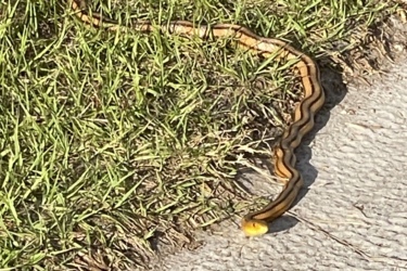 A snake with a brown and yellow pattern lying on green grass next to a concrete surface. Balm Boyette Scrub Preserve mountain bike trail.