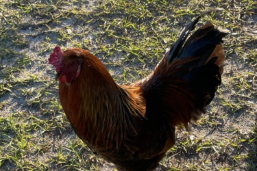 A brown and black rooster standing on green grass, with sunlight illuminating its feathers. The rooster has a prominent comb and wattles, showcasing its vibrant colors and distinctive features. Balm Boyette Scrub Preserve mountain bike trail.