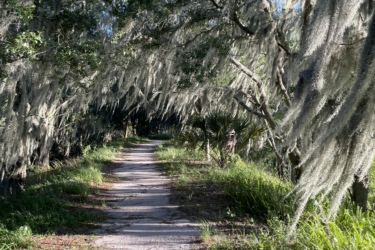 A serene forest path surrounded by trees draped in Spanish moss, with sunlight filtering through the foliage. The sandy trail is bordered by lush greenery and a small lizard visible on the ground, creating a tranquil atmosphere. Balm Boyette Scrub Preserve mountain bike trail.