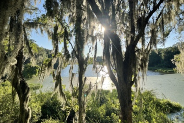 A serene view of a lake surrounded by lush greenery, with trees draped in Spanish moss. The sunlight filters through the branches, reflecting off the water's surface, creating a peaceful and natural atmosphere. Balm Boyette Scrub Preserve mountain bike trail.