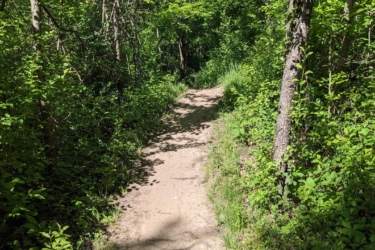 A winding dirt path through a lush green forest, bordered by trees and vibrant foliage under a clear blue sky. Maybury mountain bike trail.