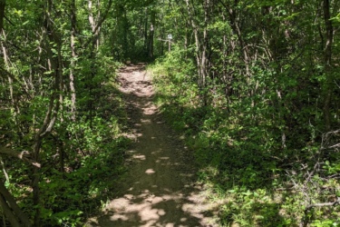 A dirt path winding through a lush, green forest, surrounded by dense trees and foliage, with sunlight filtering through the leaves. Maybury mountain bike trail.