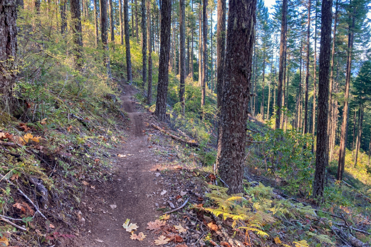 A narrow winding trail through a dense forest, surrounded by tall trees and patches of greenery. The path is made of dirt and bordered by fallen leaves and underbrush, showcasing the natural beauty of the woodland environment. Sunlight filters through the tree canopy, casting a warm glow along the trail.