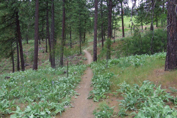 A winding dirt path through a forest, surrounded by tall trees and green undergrowth. The trail is lined with leafy vegetation, leading into the distance where the landscape opens up. The scene captures a tranquil, natural setting.