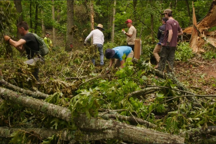 A group of people clearing fallen branches and debris in a forested area. Some individuals are lifting branches, while others are bending down to pick up foliage. The scene shows a mix of green leaves and logs scattered on the ground, surrounded by trees in a lush, natural environment.