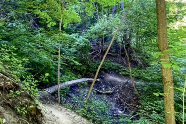 A winding dirt path through a lush green forest, leading toward a wooden bridge over a small embankment. The scene is filled with dense foliage and tall trees, creating a serene and nature-filled atmosphere. Don Valley mountain bike trail.
