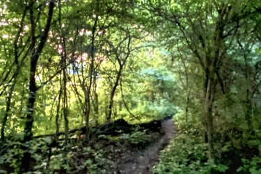 A narrow dirt path winds through a dense, lush green forest, surrounded by tall trees and vibrant foliage. Sunlight filters softly through the leaves, creating dappled light on the ground. The scene evokes a sense of tranquility and natural beauty. Inverse of kains mountain bike trail.