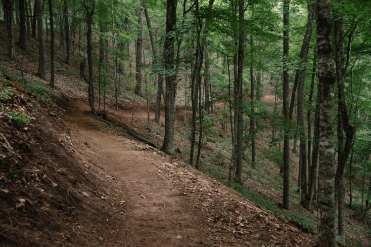 A winding dirt path through a lush green forest, surrounded by tall trees and dappled sunlight filtering through the leaves. The ground is covered with fallen leaves and soil, and the path gently slopes downwards.