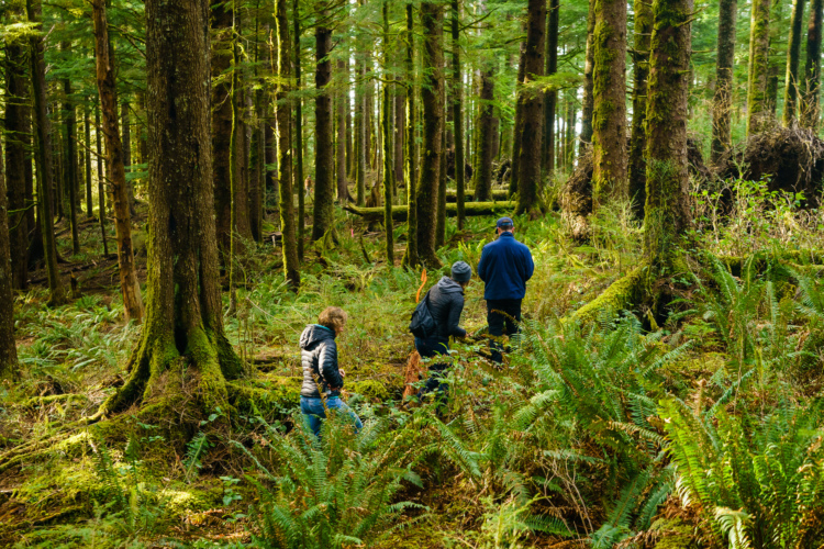 A group of three people walking through a lush, green forest, surrounded by tall trees and ferns. The scene is filled with sunlight filtering through the canopy, highlighting the vibrant vegetation.