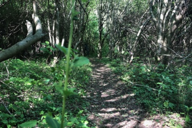A narrow, overgrown path winding through a dense forest of trees and underbrush, with sunlight filtering through the leaves. Green foliage lines the path, indicating a lush, natural environment. Waterworks / Mason Mill mountain bike trail.
