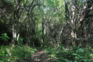 A narrow path winding through a densely wooded area, surrounded by tall trees and lush greenery. Sunlight filters through the branches, casting dappled shadows on the ground. Waterworks / Mason Mill mountain bike trail.
