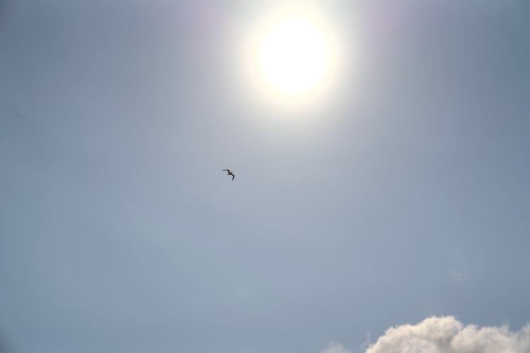 A bird soaring in a clear blue sky, with a bright sun shining in the background. Fluffy clouds can be seen in the lower right corner of the image.