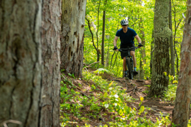 A mountain biker riding along a narrow trail in a lush, green forest. Tall trees with textured bark flank the path, creating a natural setting filled with vibrant foliage and sunlight filtering through the leaves. The biker wears a helmet and is focused on navigating the trail. Blueberry Hill mountain bike trail.