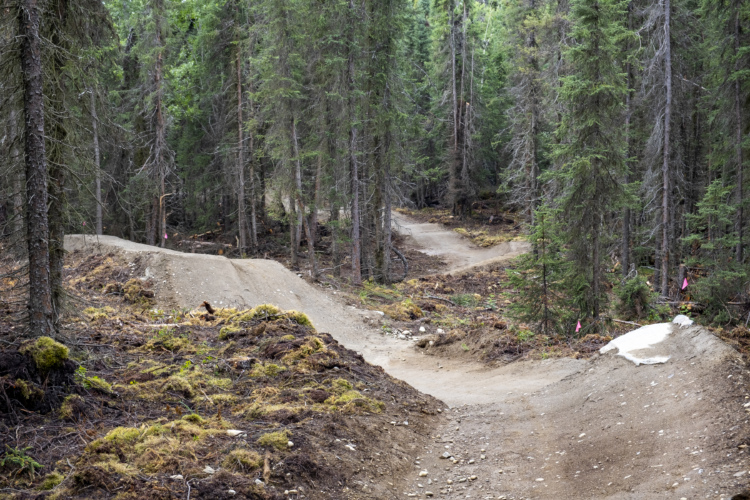 A winding dirt bike trail through a dense forest, with paths curving between tall trees and patches of moss on the ground. Small flags are visible marking the trail route.